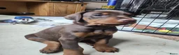 Dobermann dogs for sale: Adorable Doberman puppies  - Advert 6