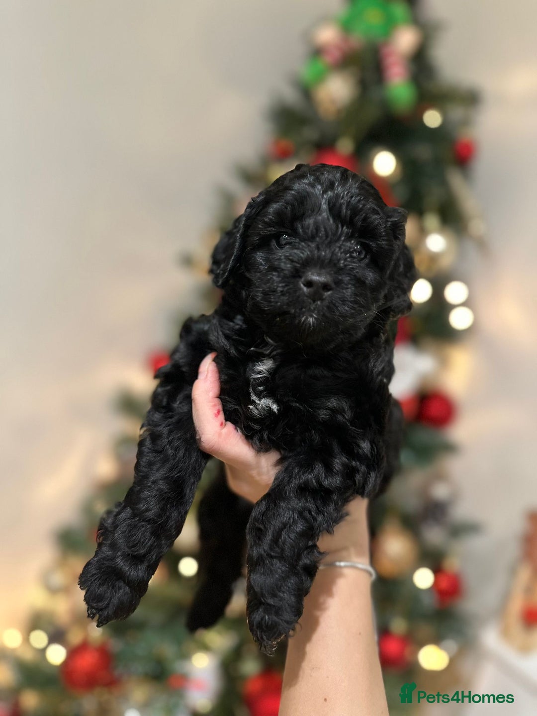 Cockapoo dogs for sale: Stunning f1b cockapoo's for sale  - Advert 24