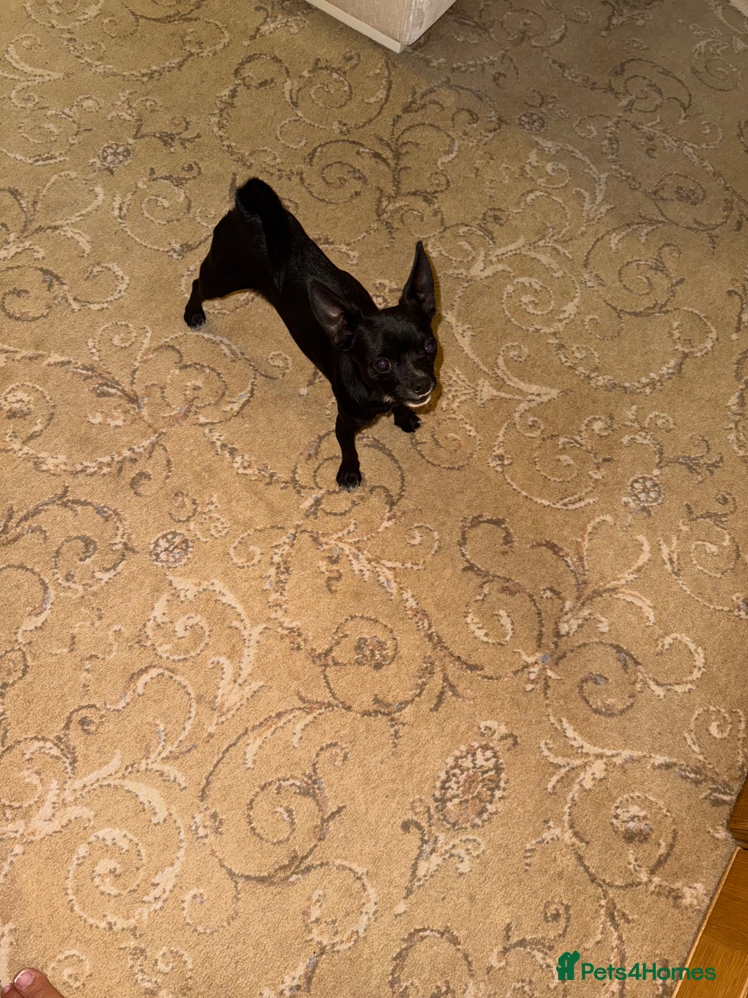 Mixed Breed dogs for sale:  Chihuahua X pincher  - Image 5