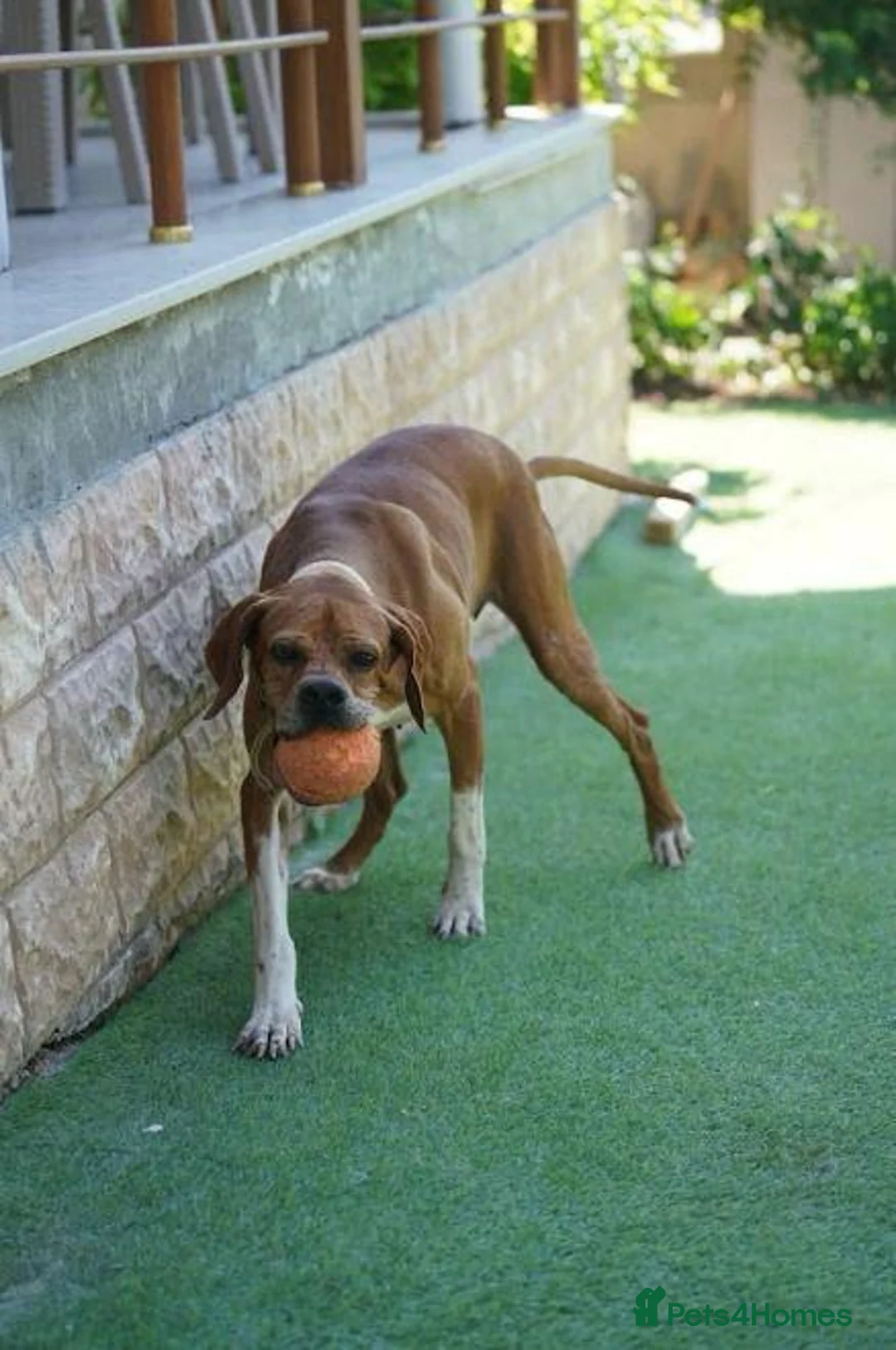 Pointer dogs for adoption: Cakil Looking for Her Forever Home - Advert 2