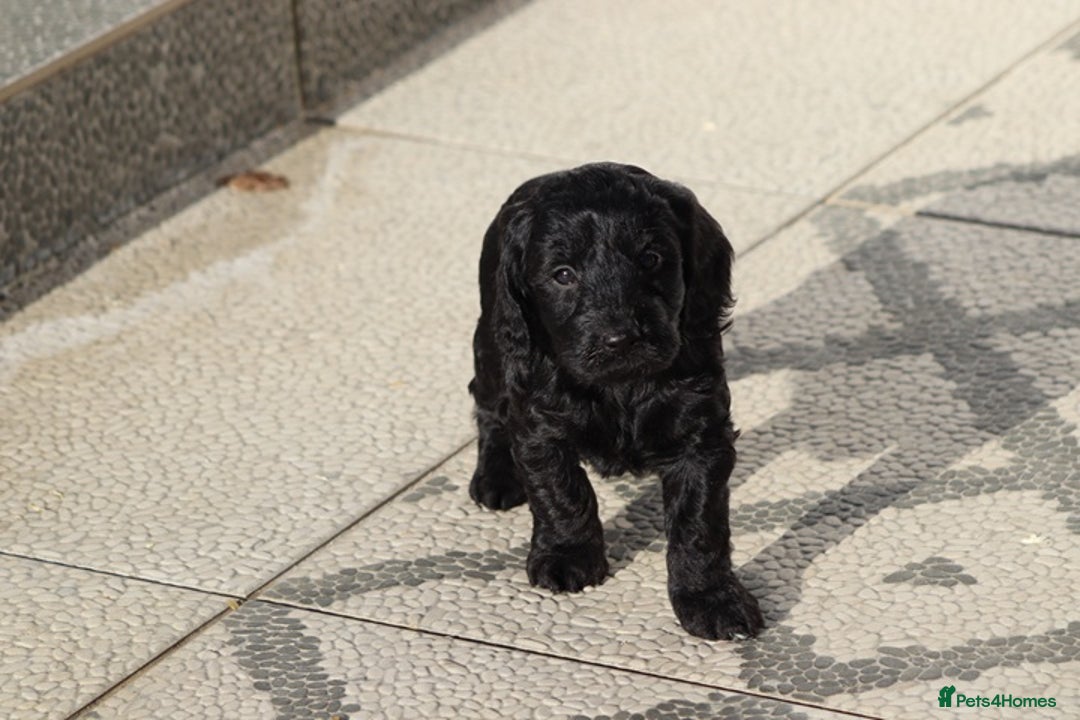 Cockapoo dogs for sale: F1 Cockapoo puppies for sale - Advert 12