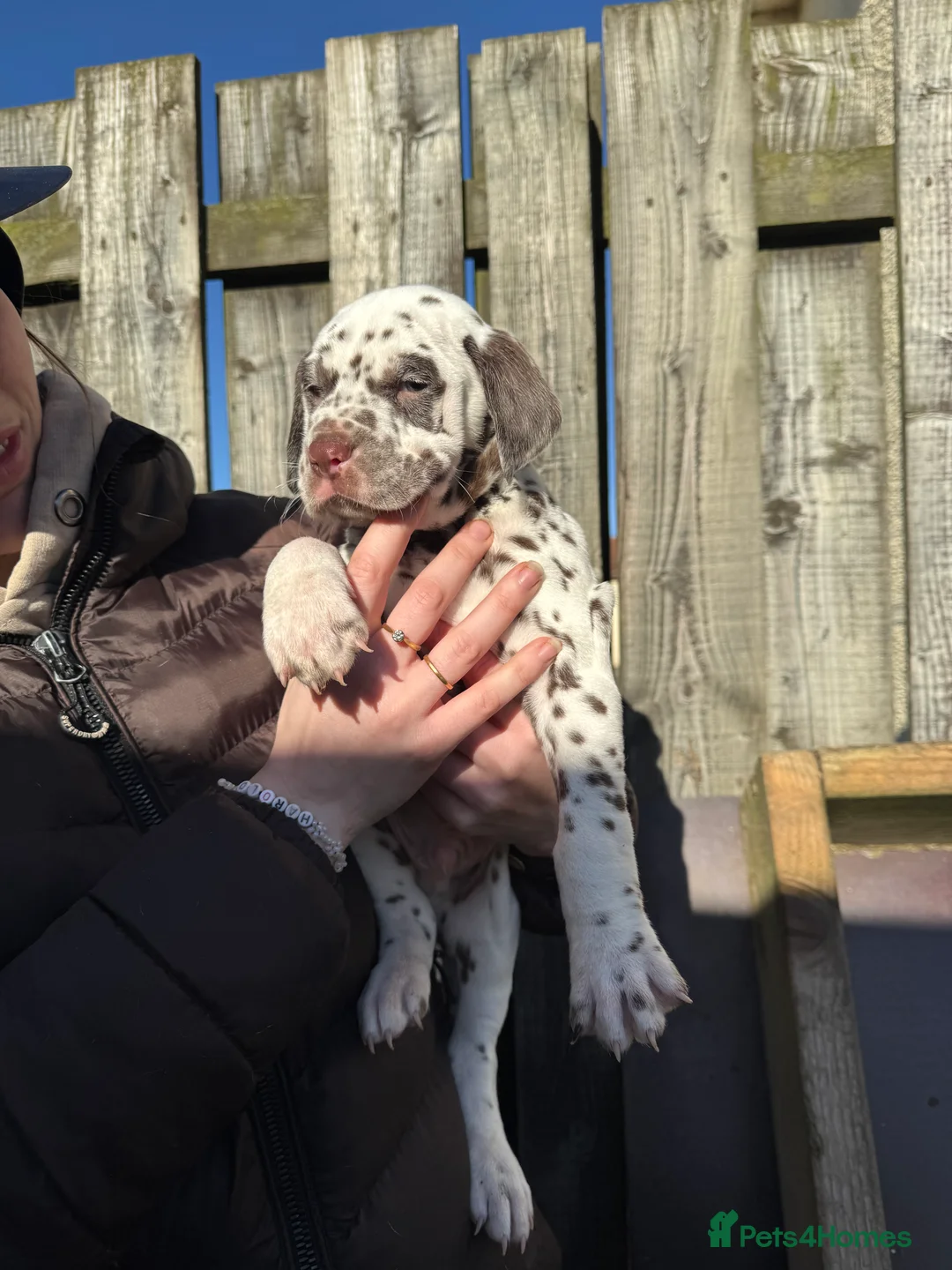 Dalmatian dogs for sale: Gorgeous Dalmatian Puppies 🐶  - Advert 9