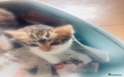 Mixed Breed cats for sale: Female Ginger&Tabby&Black Kittens (Stevenage) - Image 2