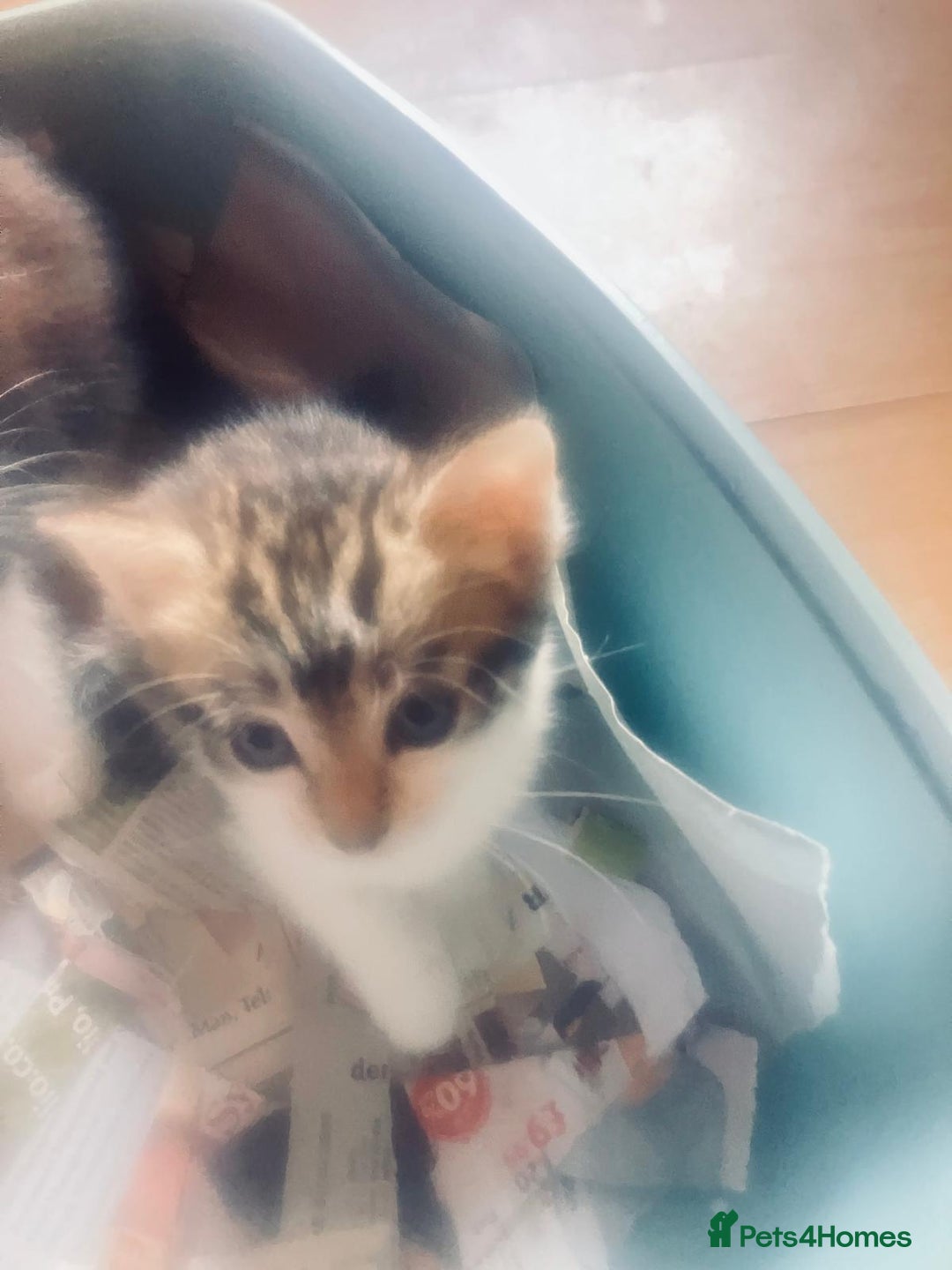 Mixed Breed cats for sale: Female Ginger&Tabby&Black Kittens (Stevenage) - Image 2