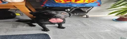 Labrador Retriever dogs for sale: Labrador Boy “Onix” Looking for His Forever Home - Advert 5