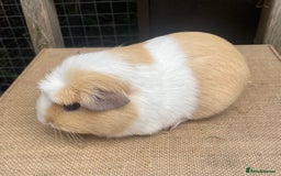 Guinea Pig rodents for sale: Pretty young sow - Image 2
