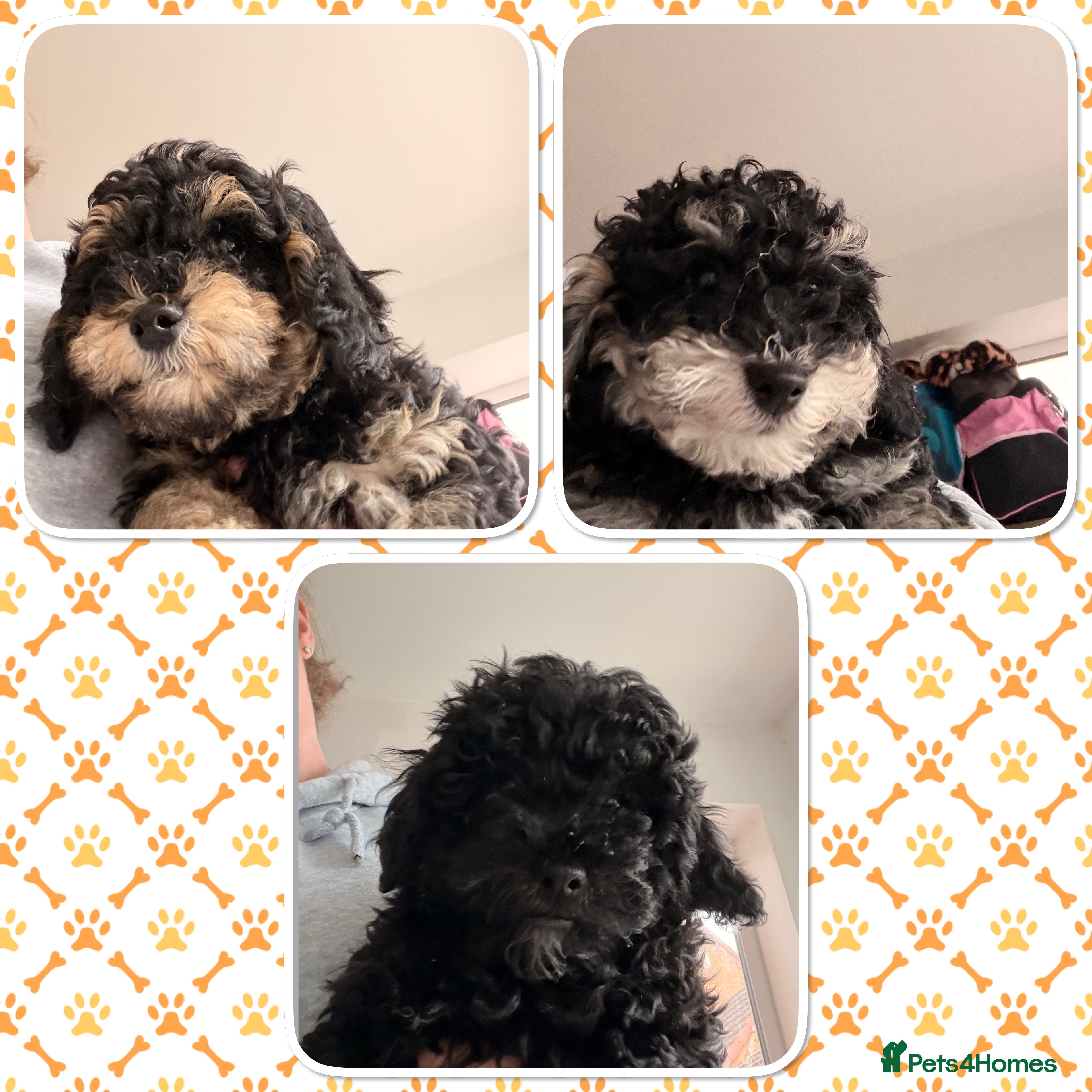 Poochon dogs Gorgeous Poochon puppies 2 girls 3 boys - Advert 18