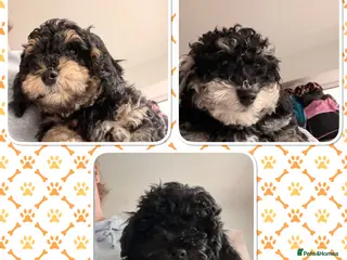 Poochon dogs Gorgeous Poochon puppies 2 girls 3 boys - Advert 18