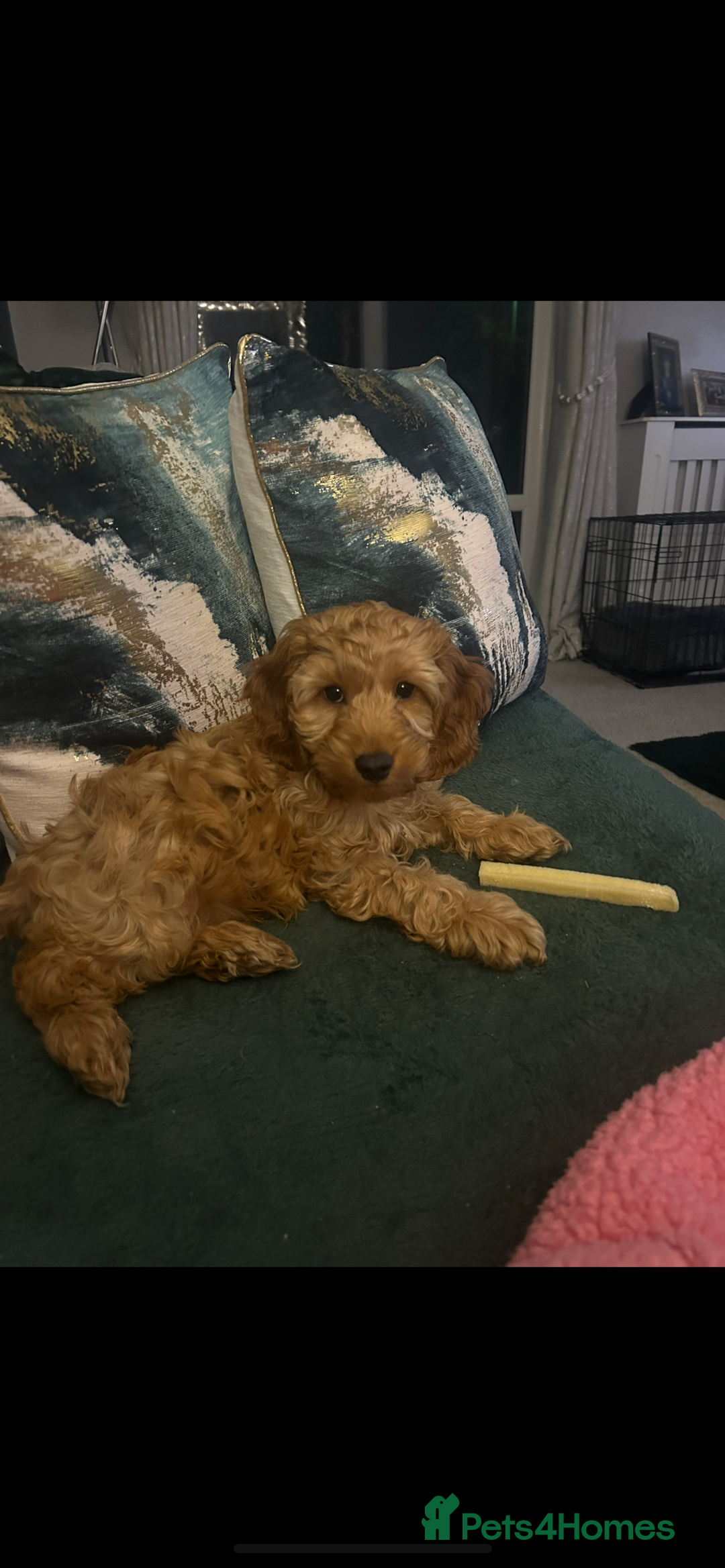 Cockapoo dogs for sale: Miniature cockapoo - Image 3