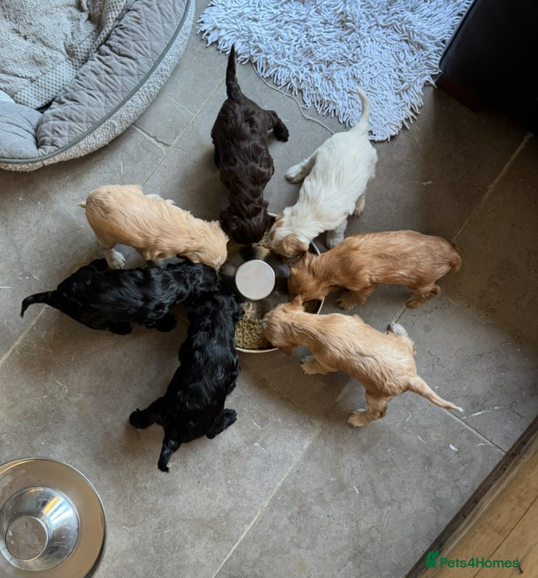 Mixed Breed dogs for sale: Sprockerpoo puppies for sale - Advert 2