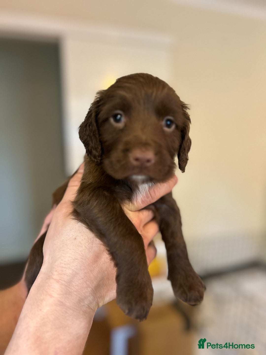 Sprocker dogs for sale: ** F1B SPROCKERS ** - Advert 5