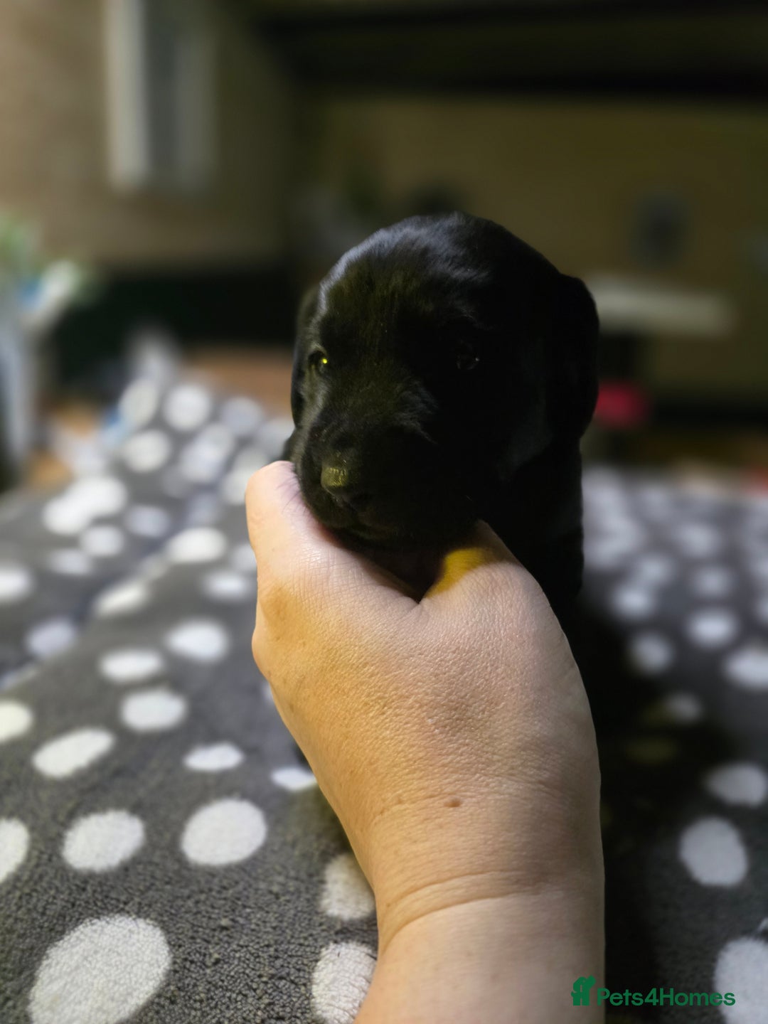 Labrador Retriever dogs for sale: Beautiful Labradors. Ready in time for Christmas - Image 30