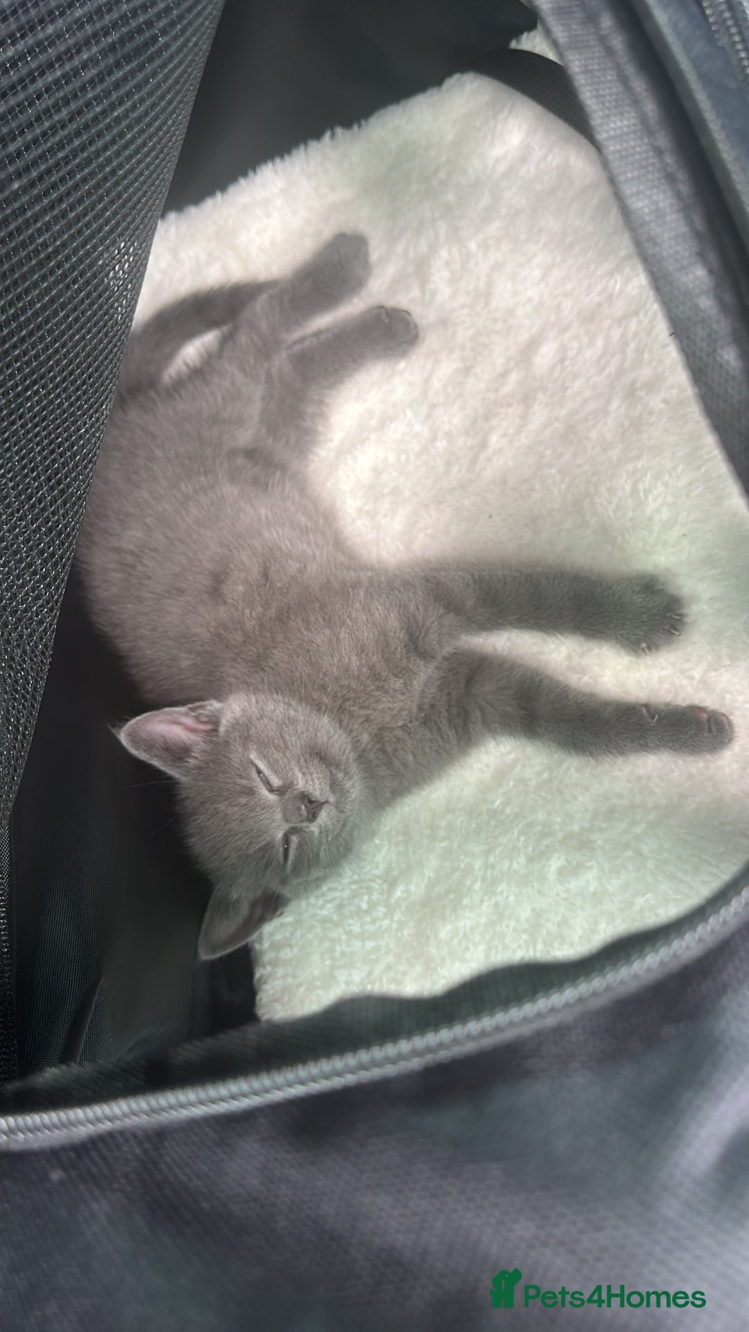 British Shorthair cats for sale: British shorthair for sales  - Image 2