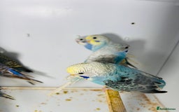 Parakeets birds for sale: Various colours/age  budgies  - Image 13