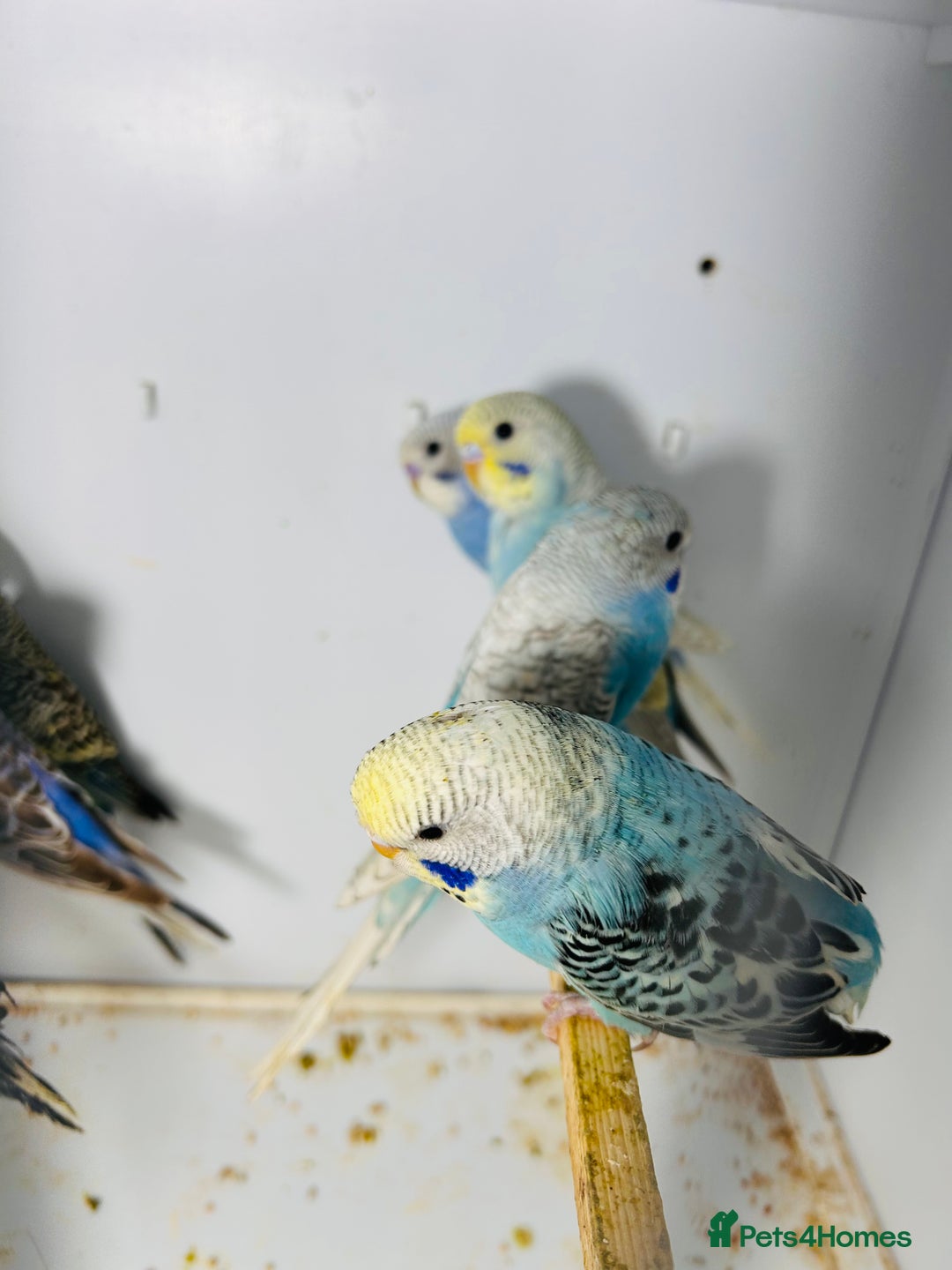 Parakeets birds for sale: Various colours/age  budgies  - Image 13