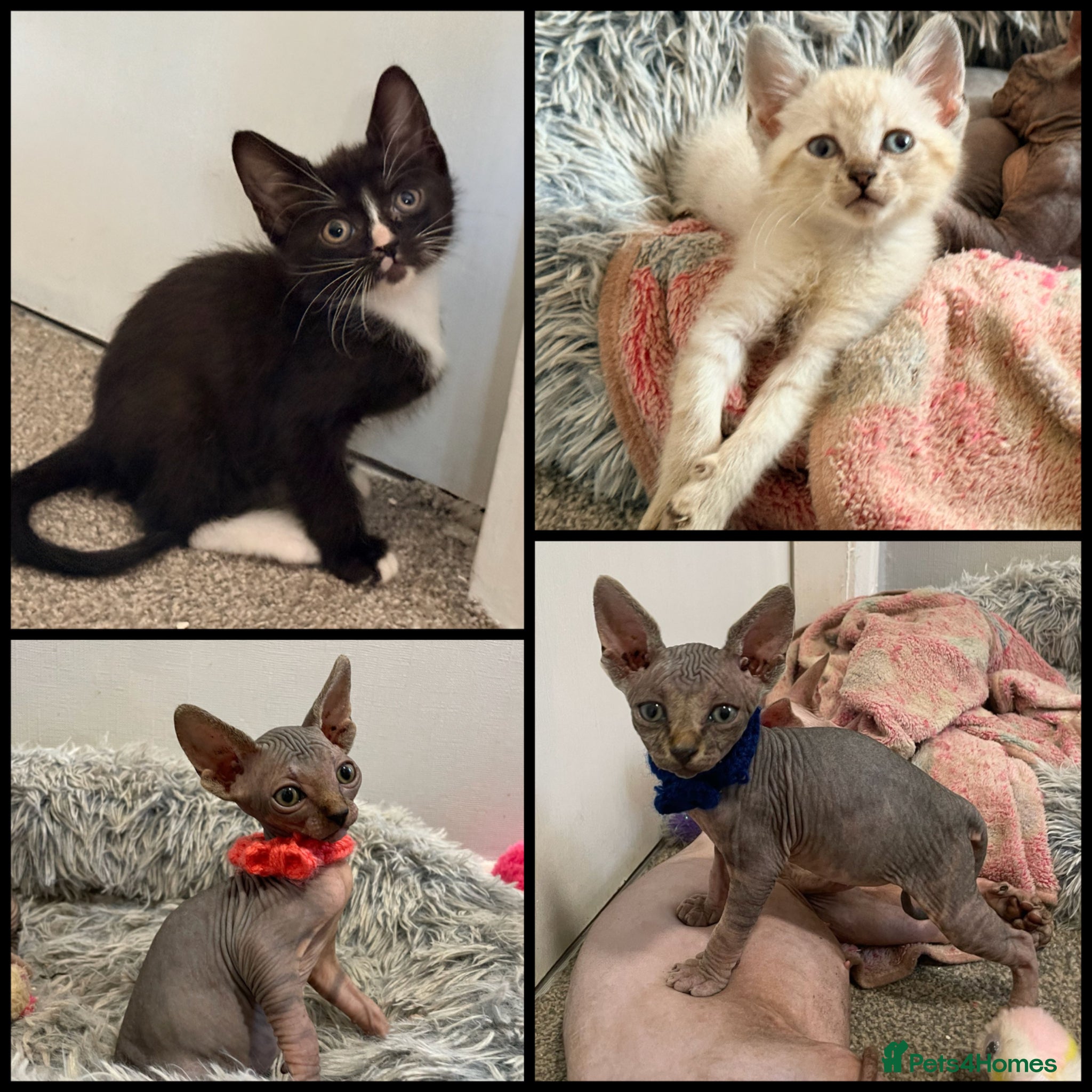 Sphynx cats Sphynx kittens ready to leave 6th June - Advert 1