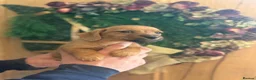 Mixed Breed dogs for sale: Adorable Norfolk Terrier × Jackdach Puppies - Advert 9