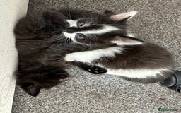 Mixed Breed cats for sale: 4 adorable male Siberian mix kittens 🐾 - Image 2