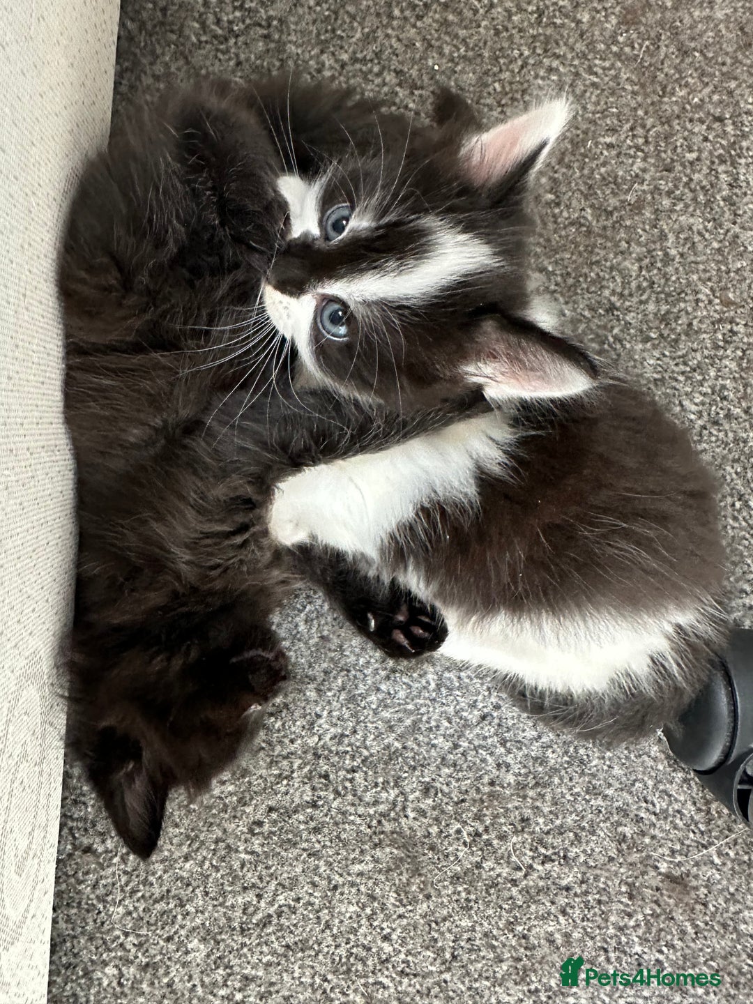 Mixed Breed cats for sale: 4 adorable male Siberian mix kittens 🐾 - Image 2