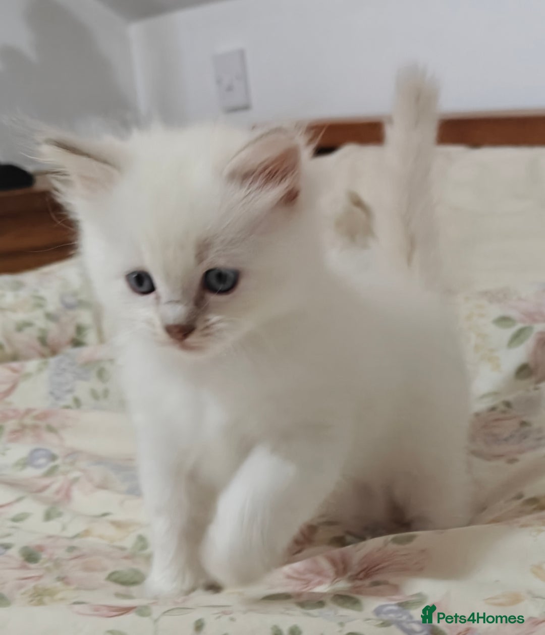 Ragdoll cats for sale: GCCF Ragdoll girls - Advert 10