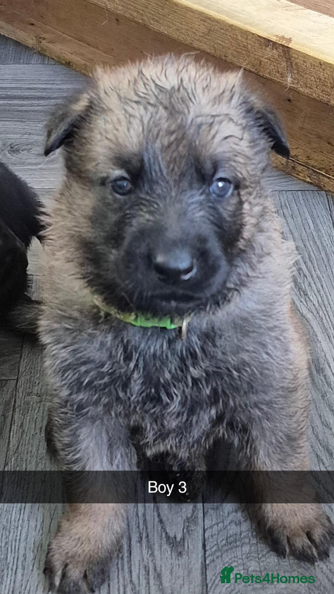 German Shepherd dogs German Shepherd puppies - Advert 2