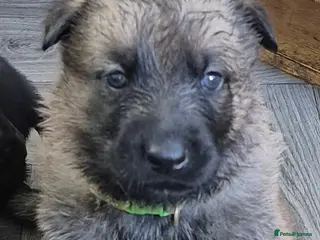 German Shepherd dogs German Shepherd puppies - Advert 2