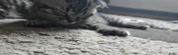 Scottish Fold cats for sale: Scottish Fold ×  Shorthair Silver Tabby Mix Kitten - Advert 5