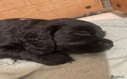 Cocker Spaniel dogs for sale: Beautiful chunky male cockers - Image 18