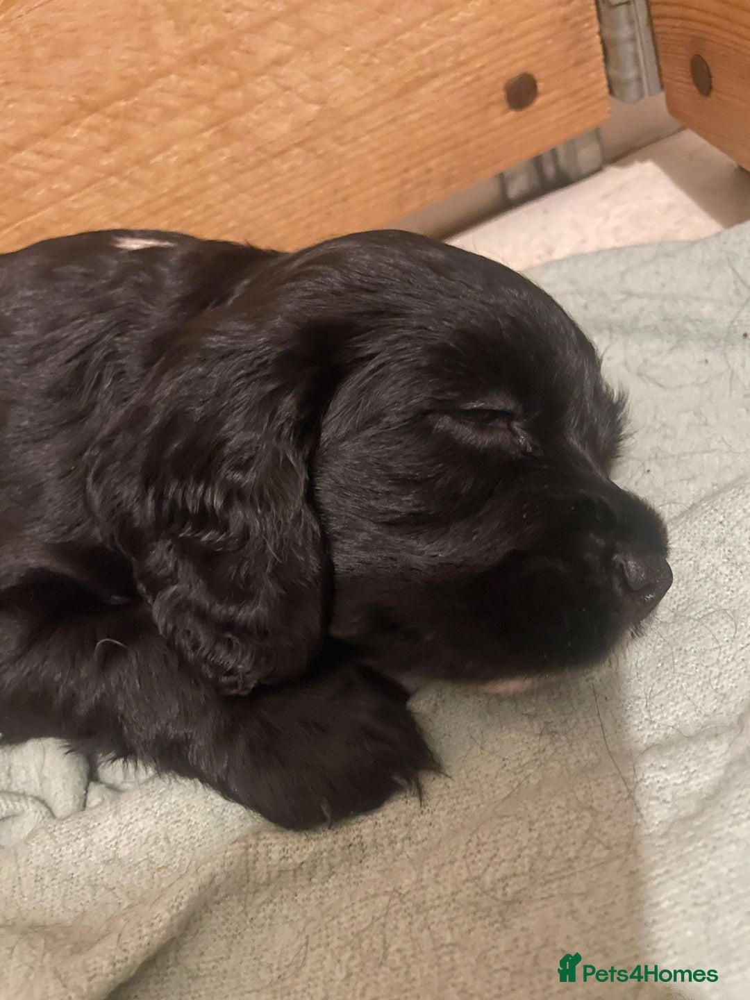 Cocker Spaniel dogs for sale: Beautiful chunky male cockers - Image 18