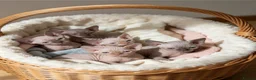 Sphynx cats for sale: GORGEOUS SPHYNX KITTENS GIRLS AND BOYS - Advert 1