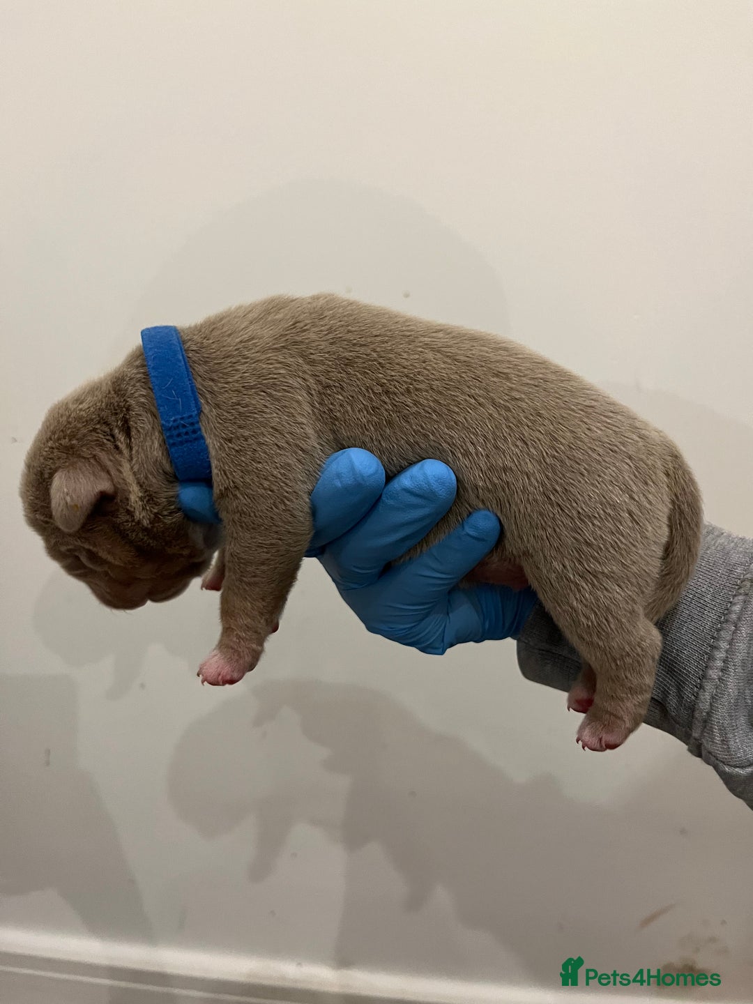 American Bully dogs for sale: BEAUTIFUL pocket bullies  - Advert 2