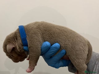 American Bully dogs BEAUTIFUL pocket bullies - Advert 1