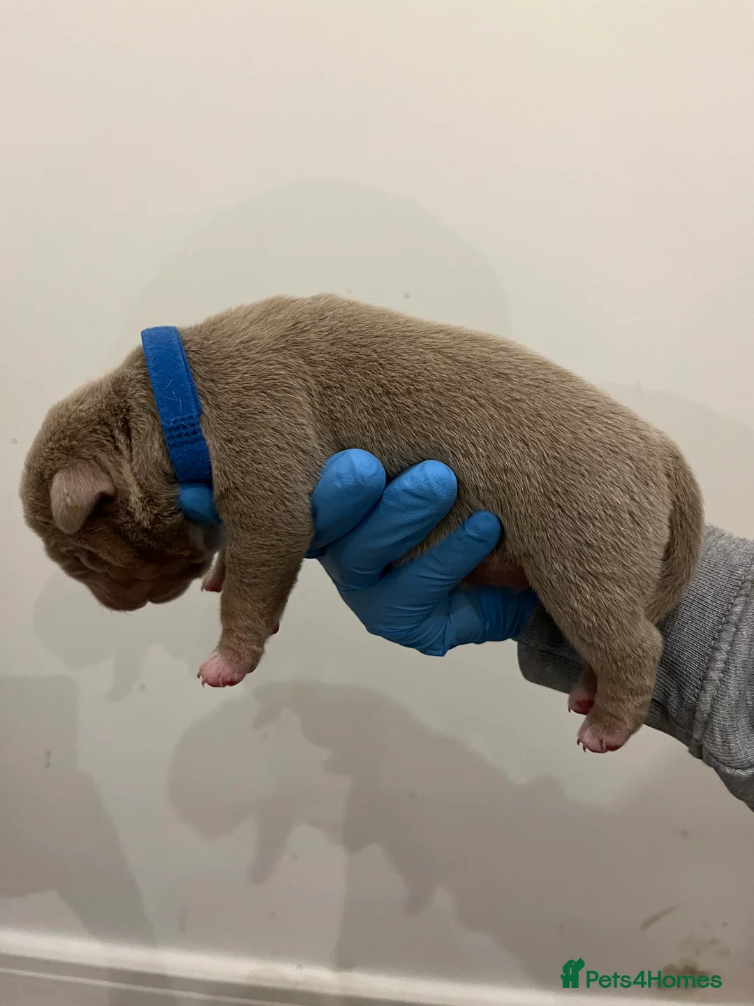 American Bully dogs for sale: BEAUTIFUL pocket bullies  - Advert 1