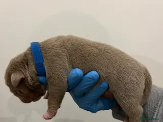 American Bully dogs BEAUTIFUL pocket bullies - Advert 9