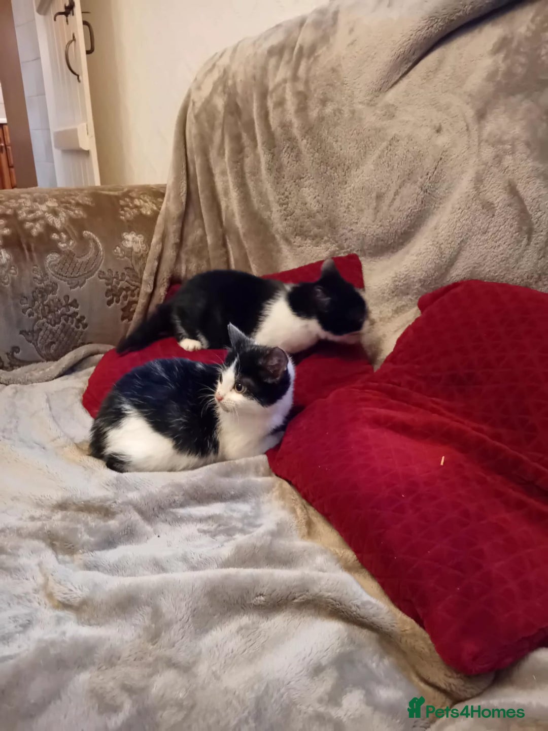 Mixed Breed cats for sale: Beautiful kitten's  - Advert 2