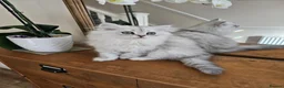 Persian cats for sale: 1 Pure Persian Chinchilla Male Kitten - Advert 14