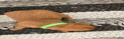 Labrador Retriever dogs for sale: KC Registered Fox Red Labrador  - Advert 13