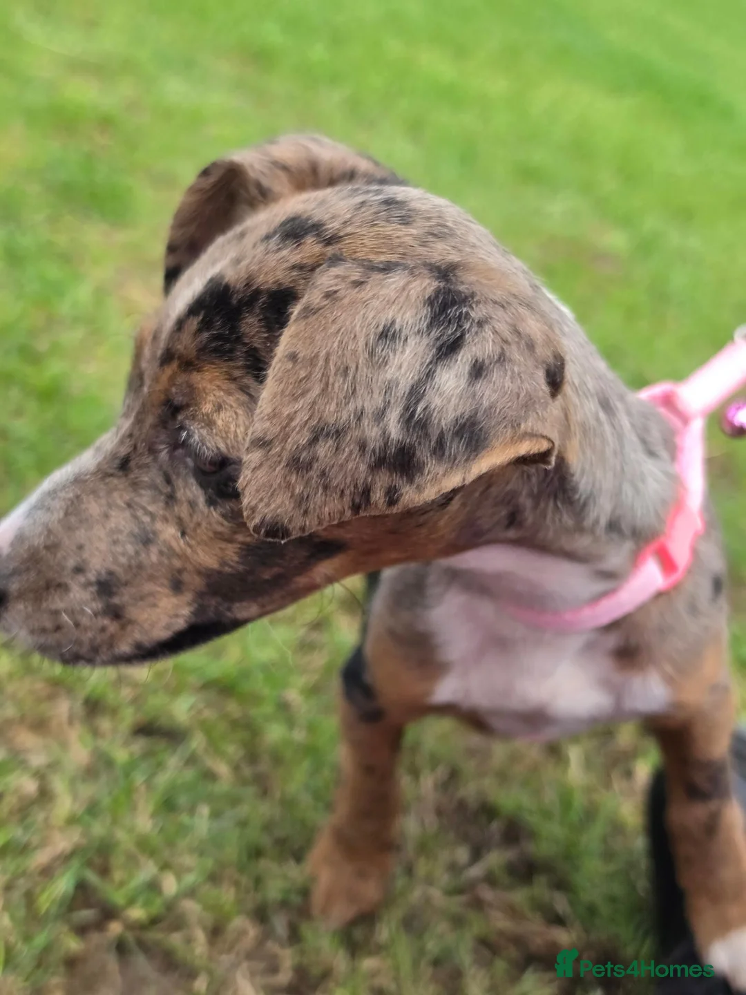 Mixed Breed dogs for sale: Female Merle Jack russel mixed breed - Advert 2