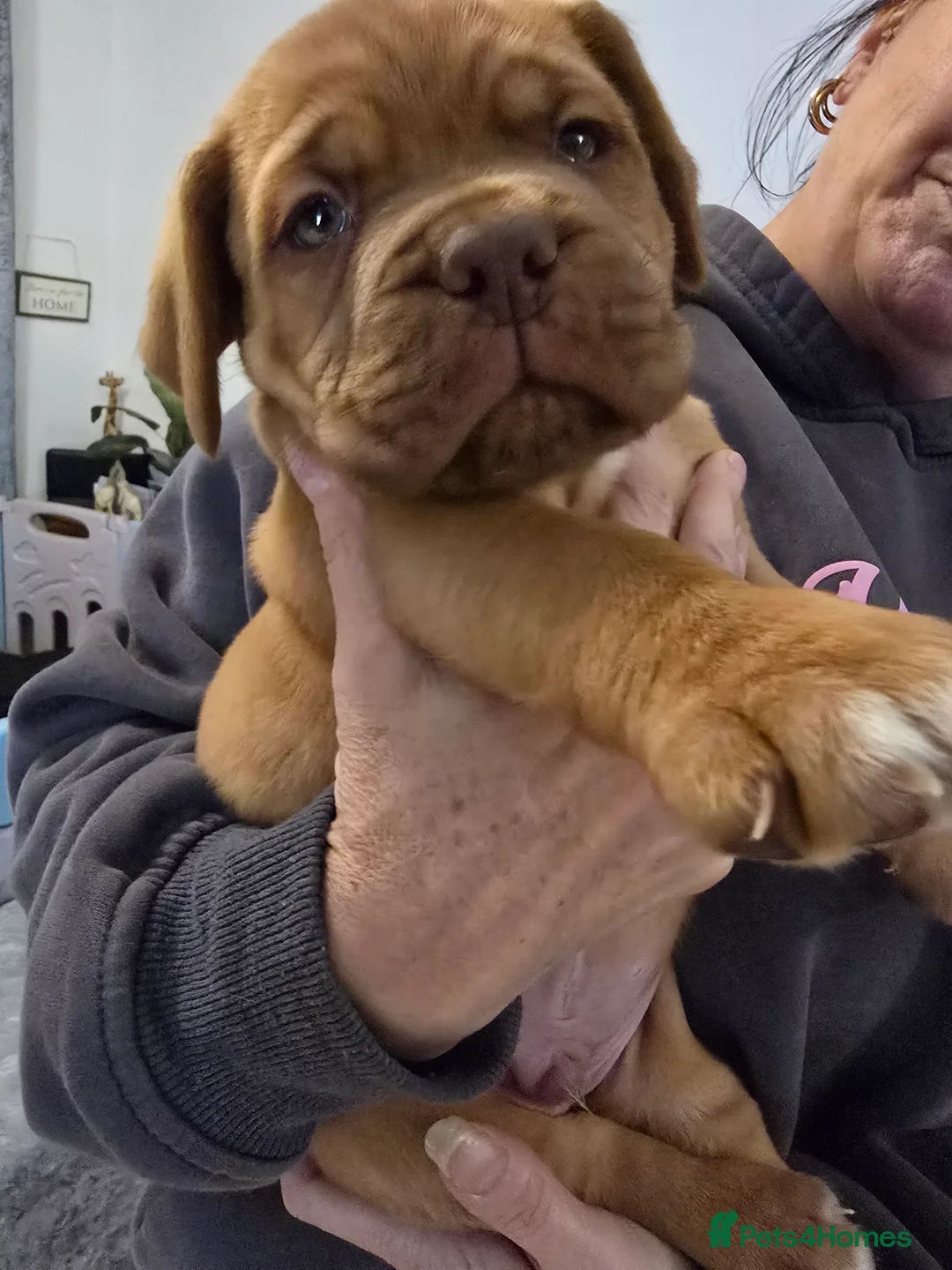 Dogue De Bordeaux dogs for sale: Just 1 male Dogue de bordeux puppy left for sale! - Advert 12