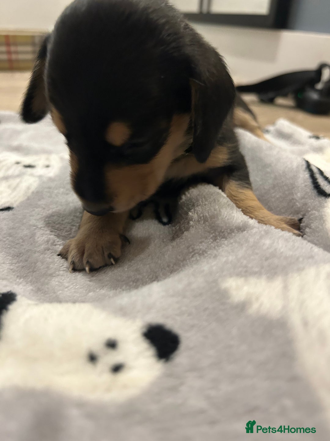Miniature Dachshund dogs for sale: Mini dachshund puppies - Image 6