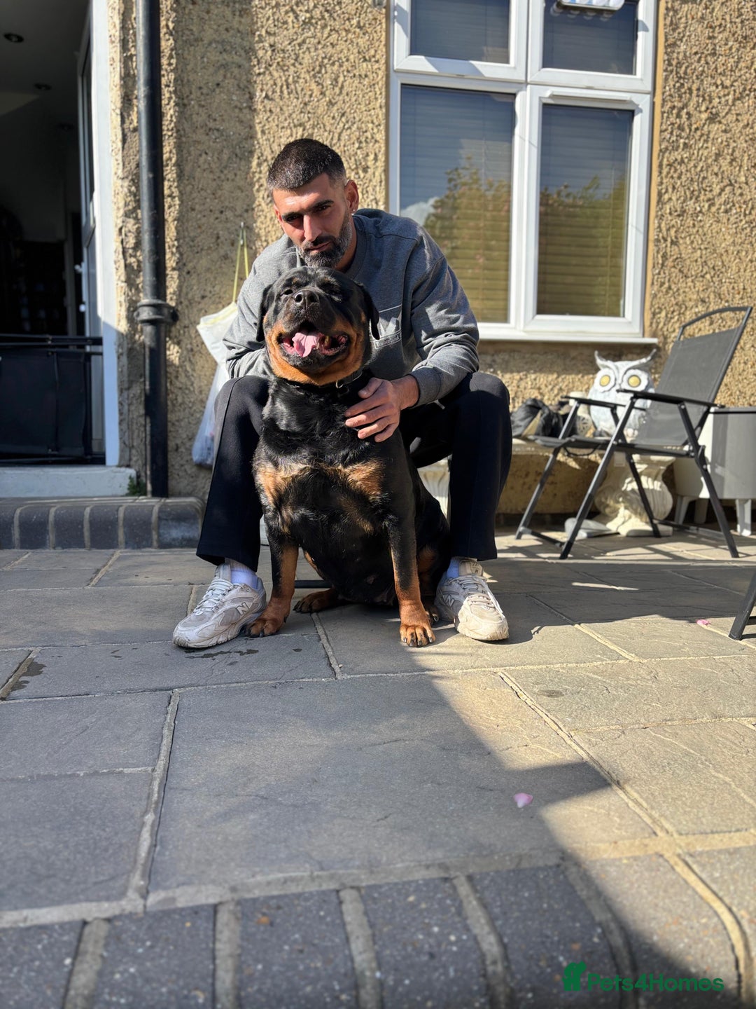 Rottweiler dogs for sale: Pure breed  KING ROTTWEILER (1 female) - Image 6