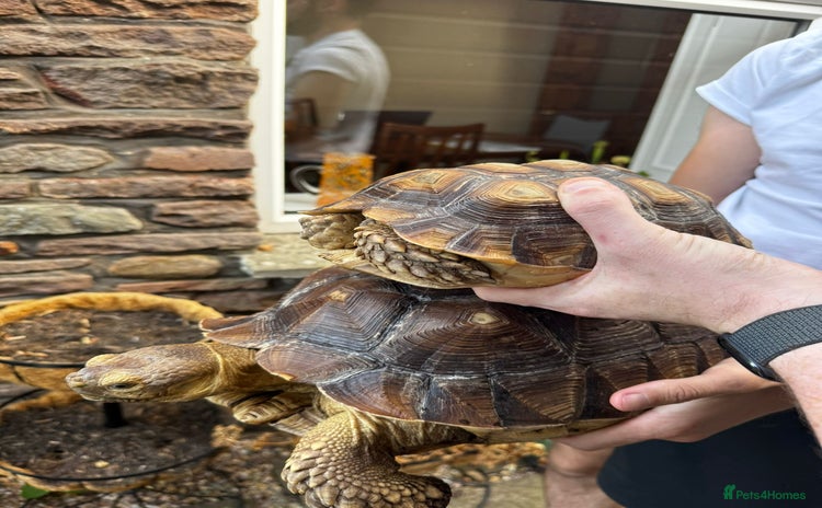 Tortoise reptiles - Advert 16