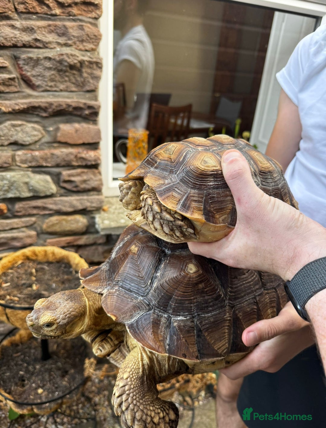 Tortoise reptiles for sale: Sulcata tortoises looking for new homes  - Image 1