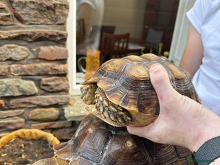 Tortoise reptiles - Advert 34