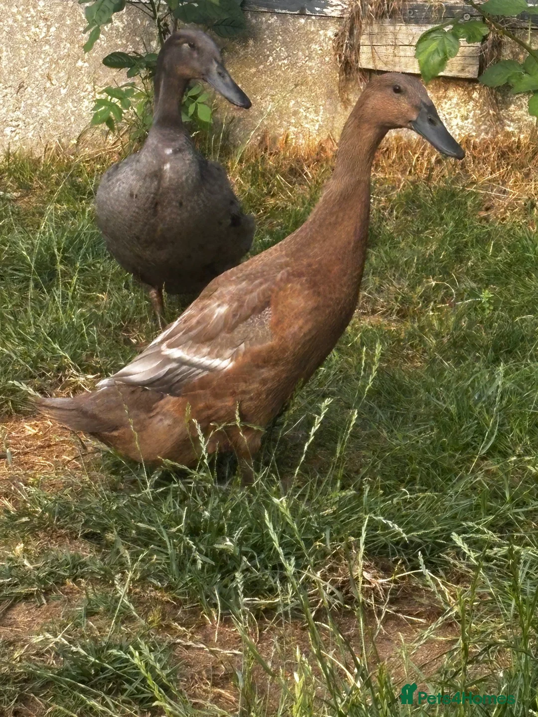 Ducks poultry for sale: Indian runner ducks in Grantham - Advert 2
