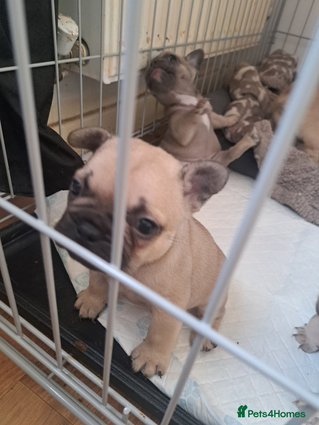 French Bulldog dogs for sale: French bulldog puppies  - Advert 17
