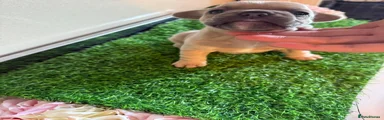 French Bulldog Puppy 3