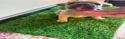 French Bulldog dogs for sale: French Bulldog Puppies 3 Female  - Advert 5