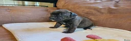 Staffordshire Bull Terrier dogs for sale: Staffordshire bull terrier puppies - Advert 6