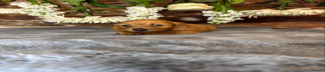 Miniature Dachshund Puppy 2